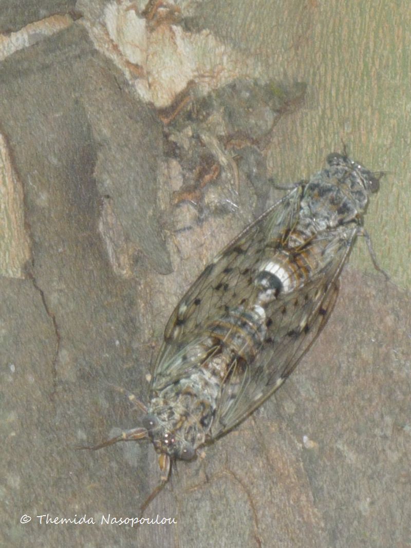 Cicada orni mating